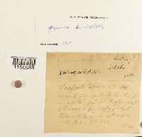 Grimmia trichophylla image