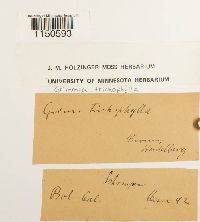 Grimmia trichophylla image