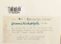 Grimmia trichophylla image