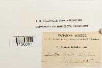 Grimmia trichophylla image