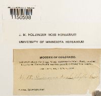 Grimmia trichophylla image