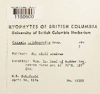 Grimmia trichophylla image