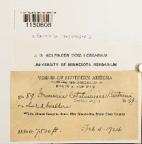 Grimmia longirostris image