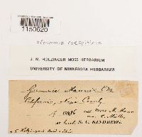 Grimmia caespiticia image