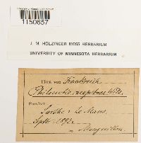 Philonotis fontana var. caespitosa image