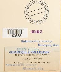 Philonotis fontana var. caespitosa image