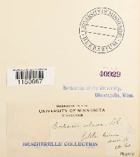 Philonotis calcarea image