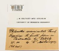 Philonotis calcarea image