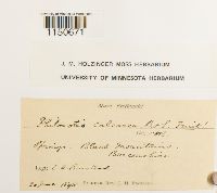 Philonotis calcarea image