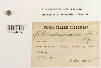 Philonotis calcarea image