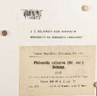 Philonotis calcarea image