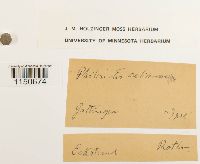 Philonotis calcarea image