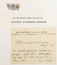 Philonotis calcarea image