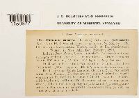 Philonotis calcarea image