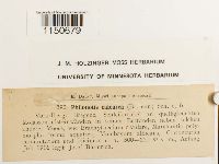 Philonotis calcarea image