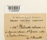 Philonotis calcarea image