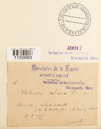 Philonotis calcarea image