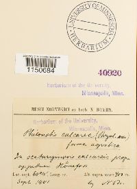 Philonotis calcarea image