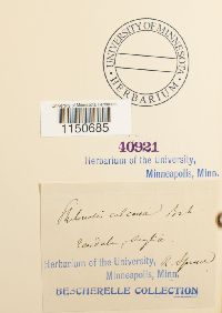 Philonotis calcarea image