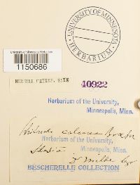 Philonotis calcarea image