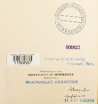 Philonotis calcarea image