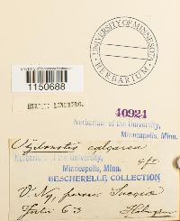 Philonotis calcarea image