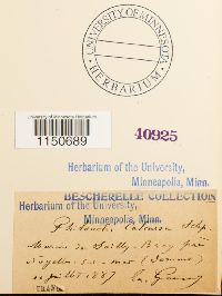 Philonotis calcarea image