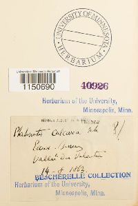 Philonotis calcarea image