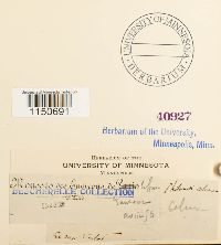 Philonotis calcarea image