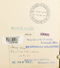 Philonotis calcarea image