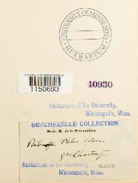 Philonotis calcarea image