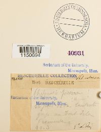 Philonotis calcarea image