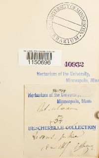 Philonotis calcarea image