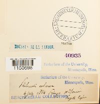 Philonotis calcarea image