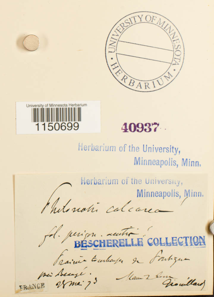 Philonotis calcarea image