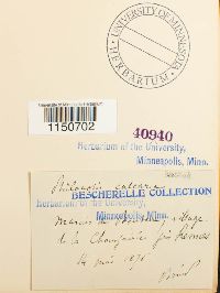 Philonotis calcarea image