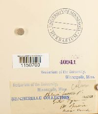 Philonotis calcarea image