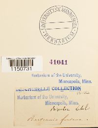 Philonotis fontana image