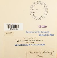 Philonotis fontana image