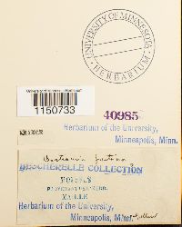 Philonotis fontana image