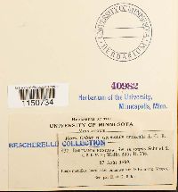 Philonotis fontana image