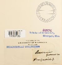 Philonotis fontana image