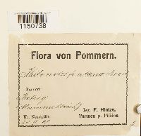 Philonotis fontana image