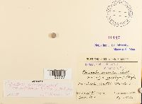 Philonotis fontana image