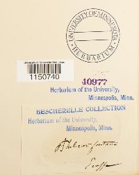 Philonotis fontana image