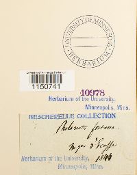 Philonotis fontana image