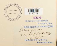 Philonotis fontana image