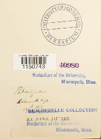 Philonotis fontana image