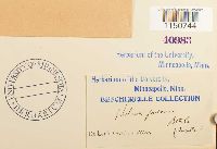 Philonotis fontana image