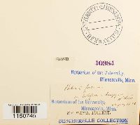 Philonotis fontana image